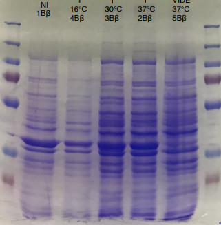 T--Aix-Marseille--hmaS production - BL21 E.coli strain.png