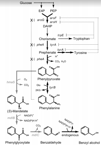 T--Aix-Marseille--BenzylAlcohol pathway.png