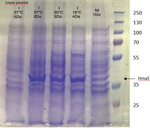 T--Aix-Marseille--hmaS production - DH5 alpha E.coli strain.png