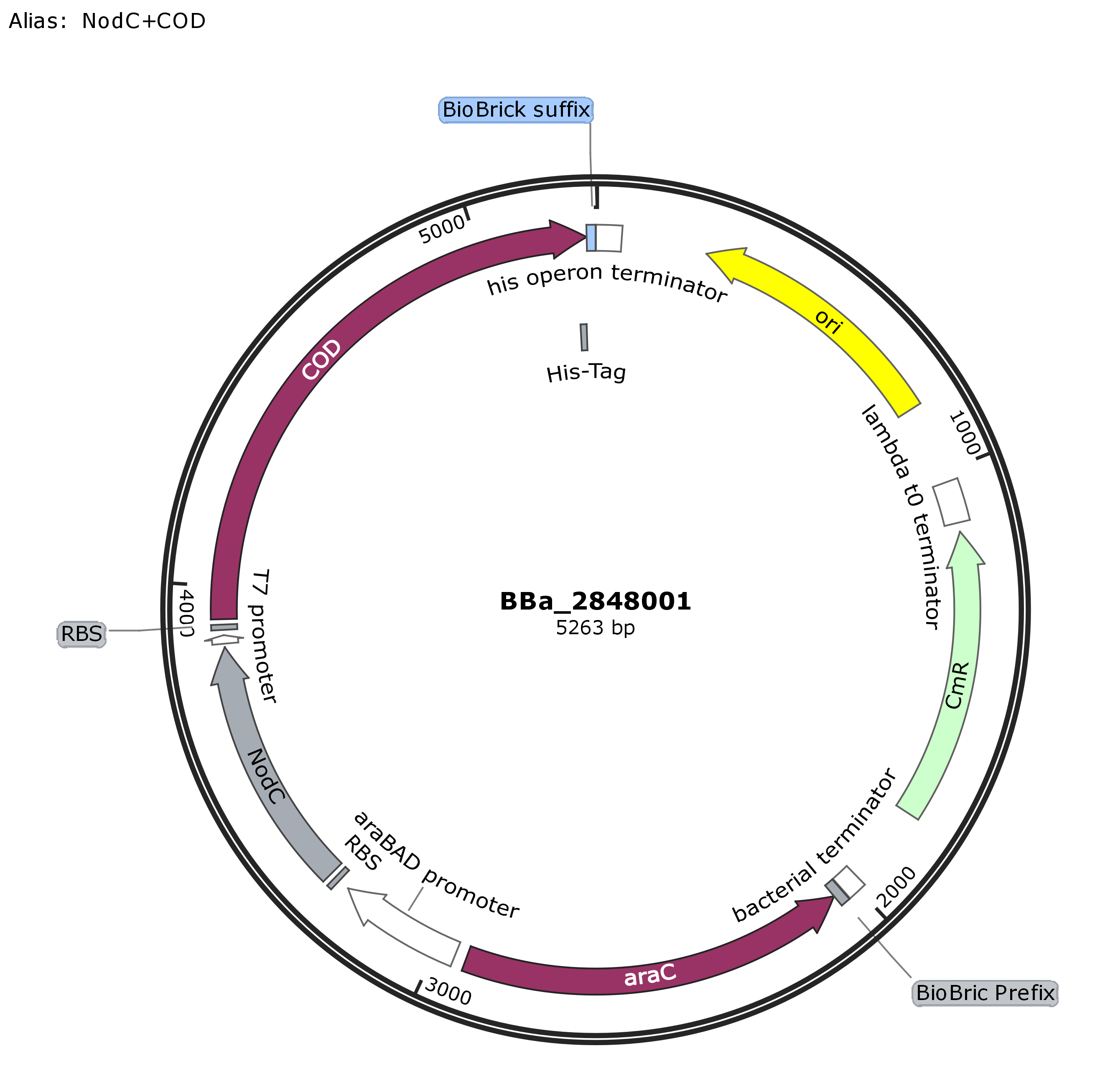 Plasmid map was created with Snapgene.