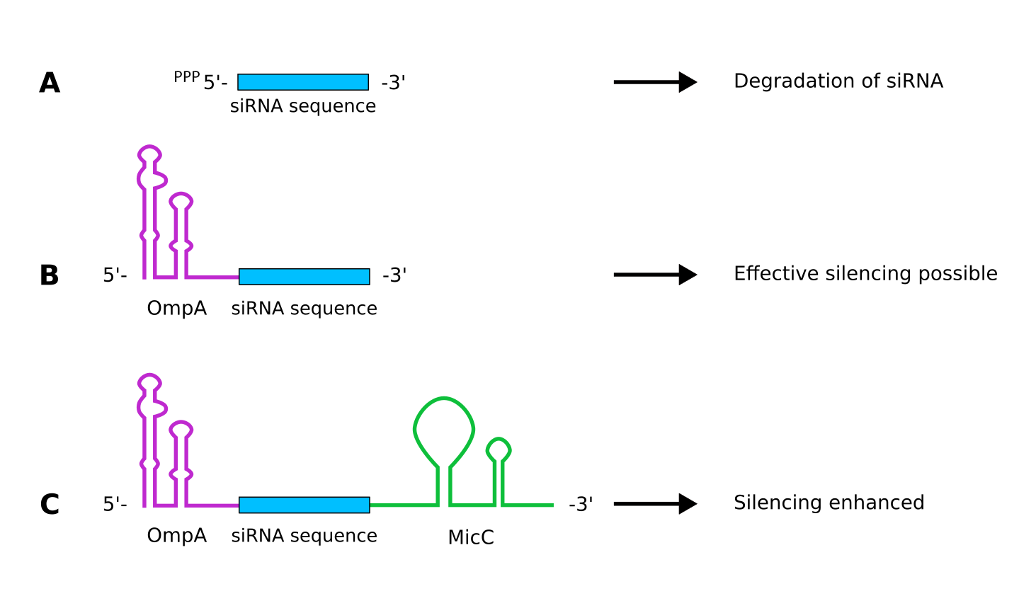 2の方法におけるsiRNAの修飾