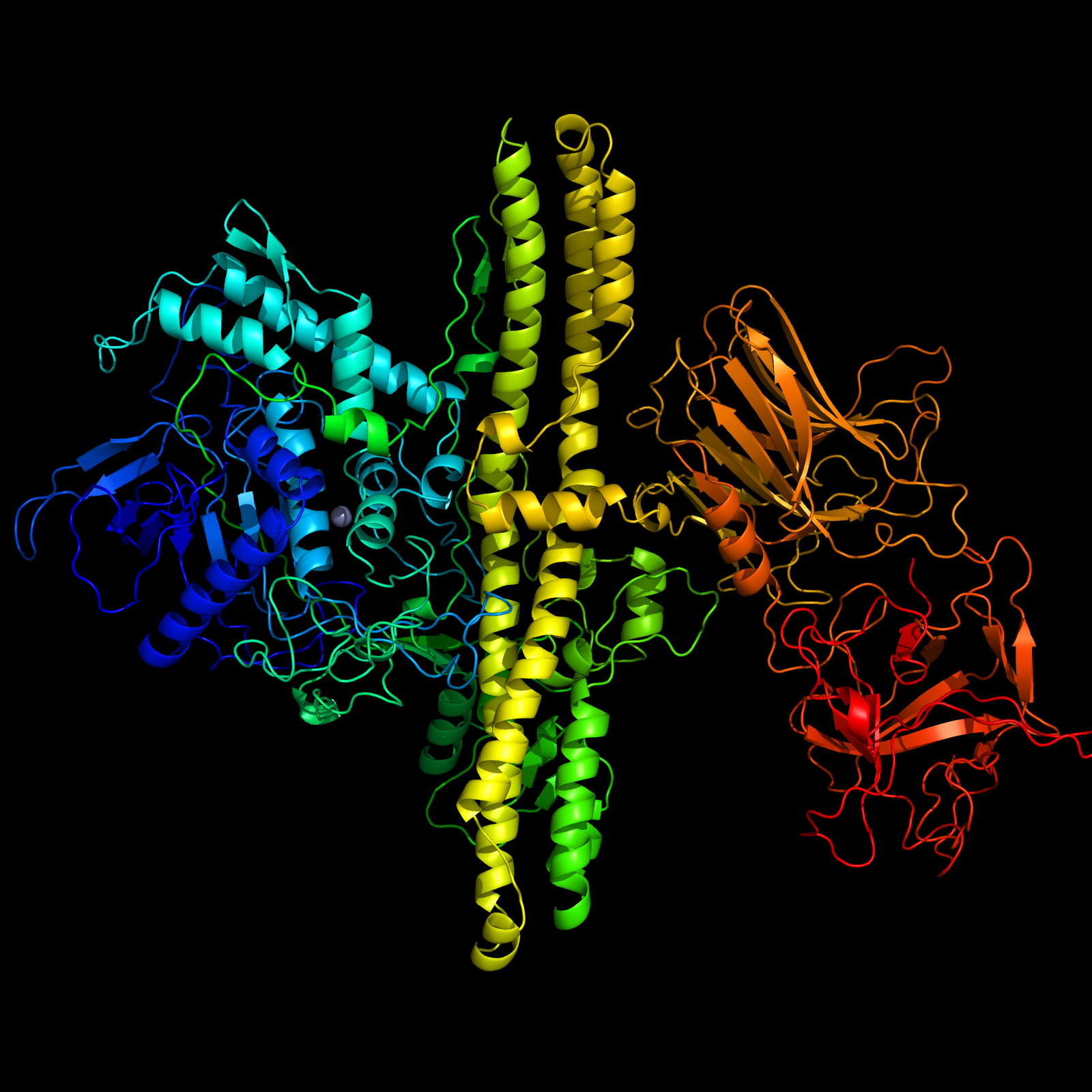Figure 1: Protein strucutre  of the homology model of botulinum neurotoxin c based on class B neurotoxin. The light chain of the proteins is defined as the globular domain on the left of the picture (blue), with a central zinc ion (grey). The remaining part of the protein is defined as the heavy chain