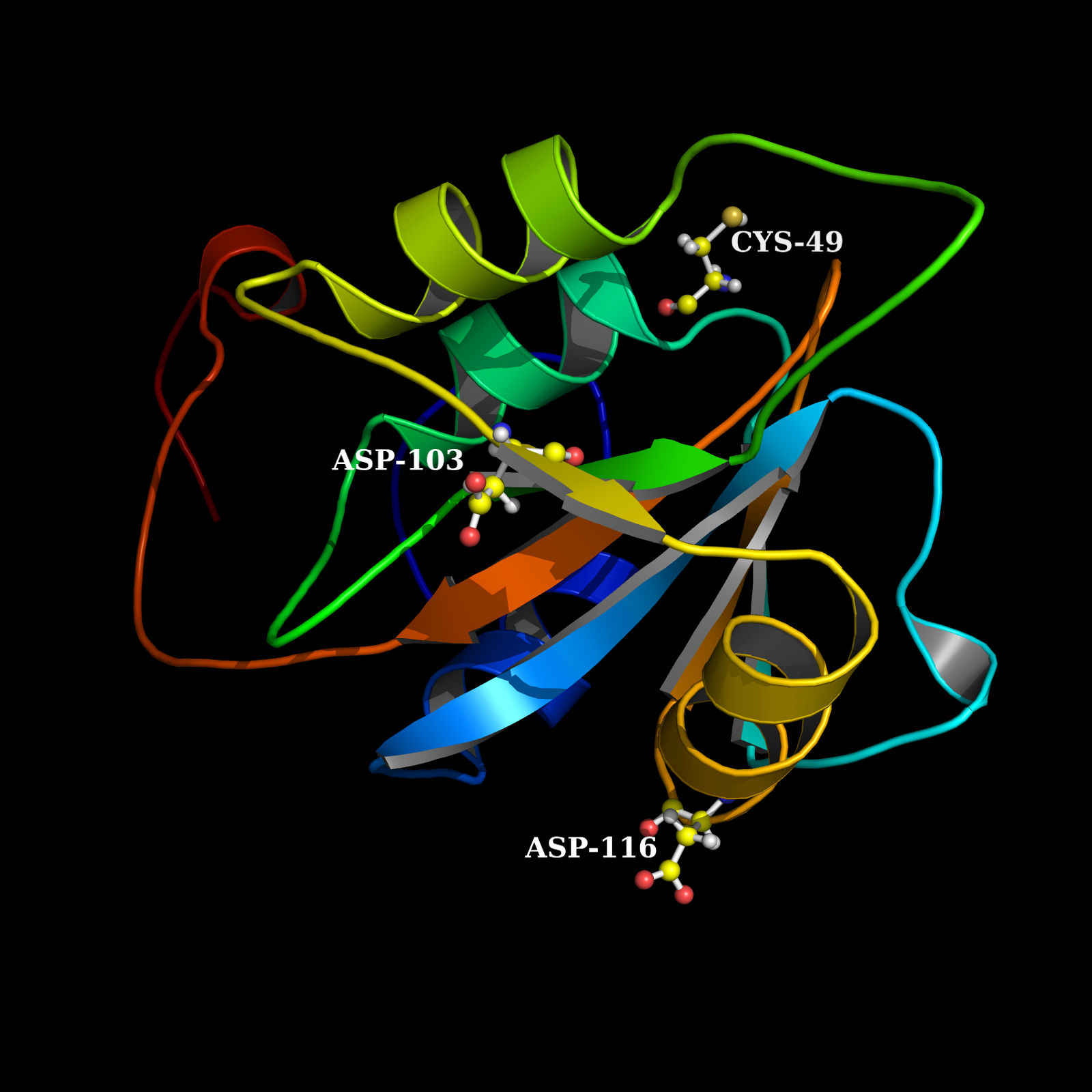 Figure 7: Structure of the L-fucose mutarotase-ovispirin fusion protein after the substitution of the three amino acids and a 25 ns MD simulation. In the image the three amino acids are labeled.