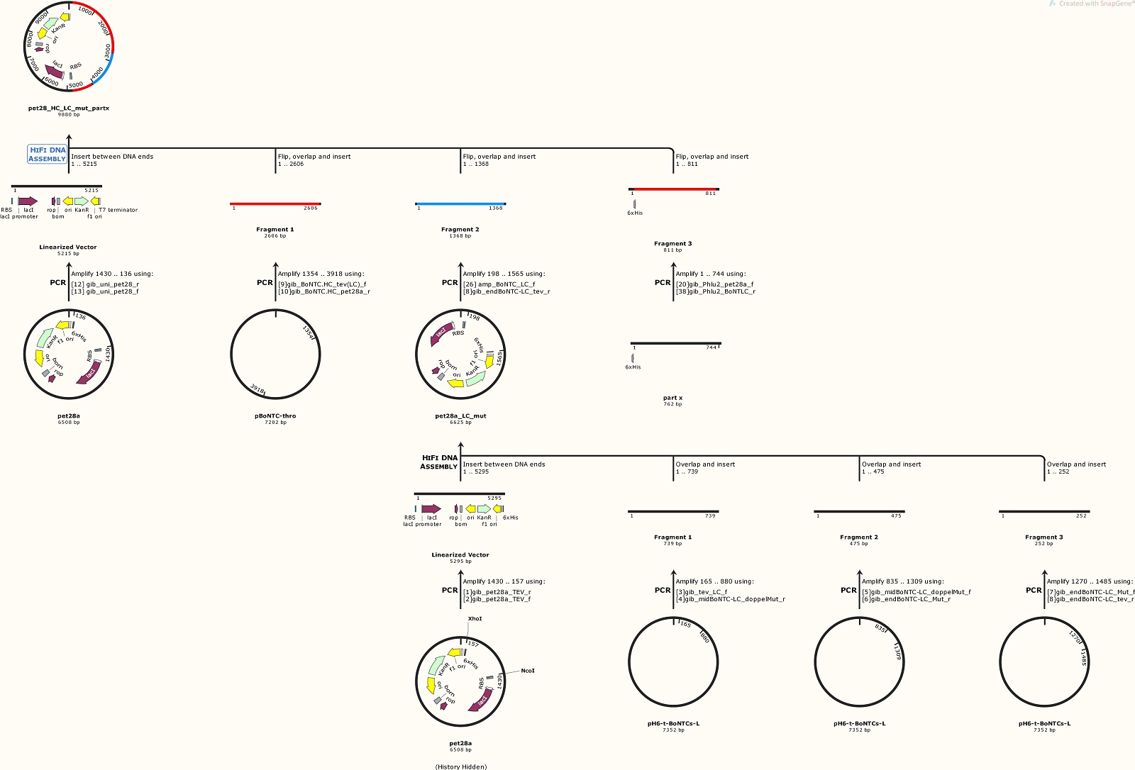 Fig. 1 Cloning Plan from Plasmid pet28_HC_LC_mut_partx