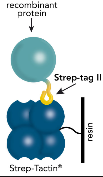 Fig.3 Strep-tag II principle