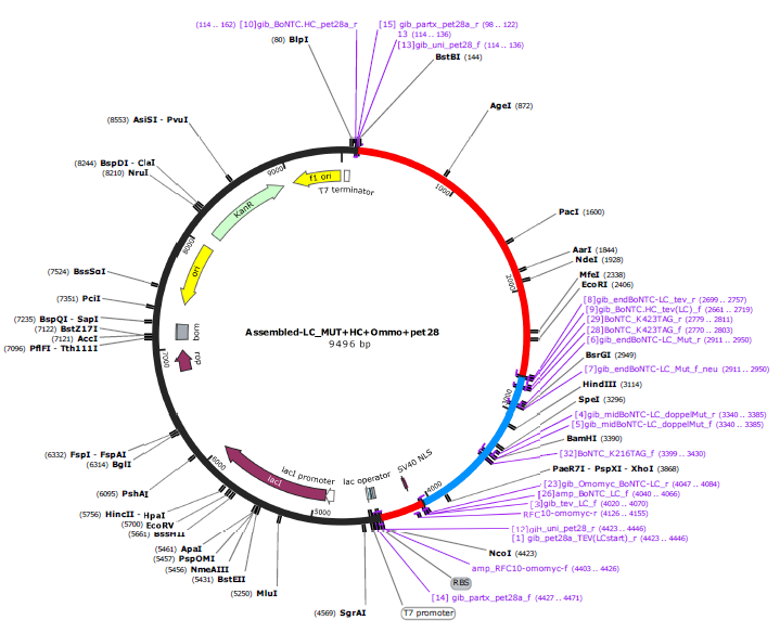 Fig 6. Plasmid pet28-HC-mutLC-Omomyc