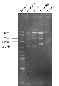 Fig 7. Restriction digest; with EcoRV and SpeI; Sample pet28-HC-mutLC-HiBit and pet28-HC-mutLC-Omomyc.