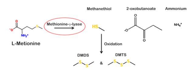 T--Aix-Marseille--DMDS-DMTS pathway.png