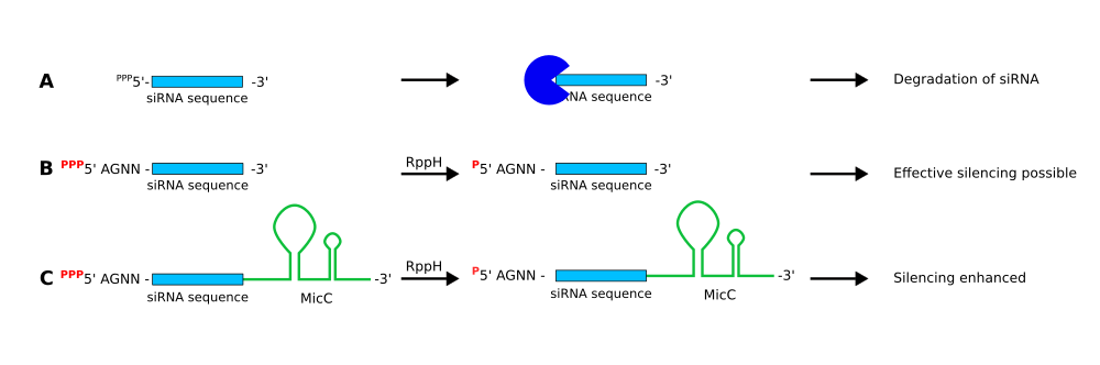 1の方法におけるsiRNAの修飾